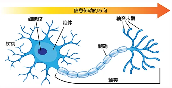 神经元和神经| Ask A Biologist
